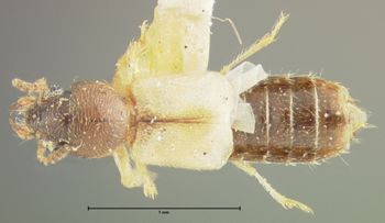 Media type: image;   Entomology 24061 Aspect: habitus dorsal view